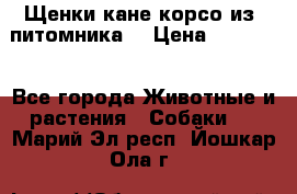 Щенки кане корсо из  питомника! › Цена ­ 65 000 - Все города Животные и растения » Собаки   . Марий Эл респ.,Йошкар-Ола г.